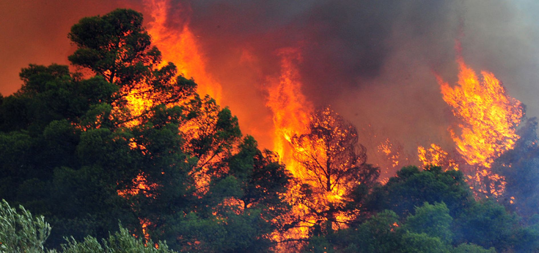 Fire Detection: Protecting Forests and Lives - InviBIT Shop